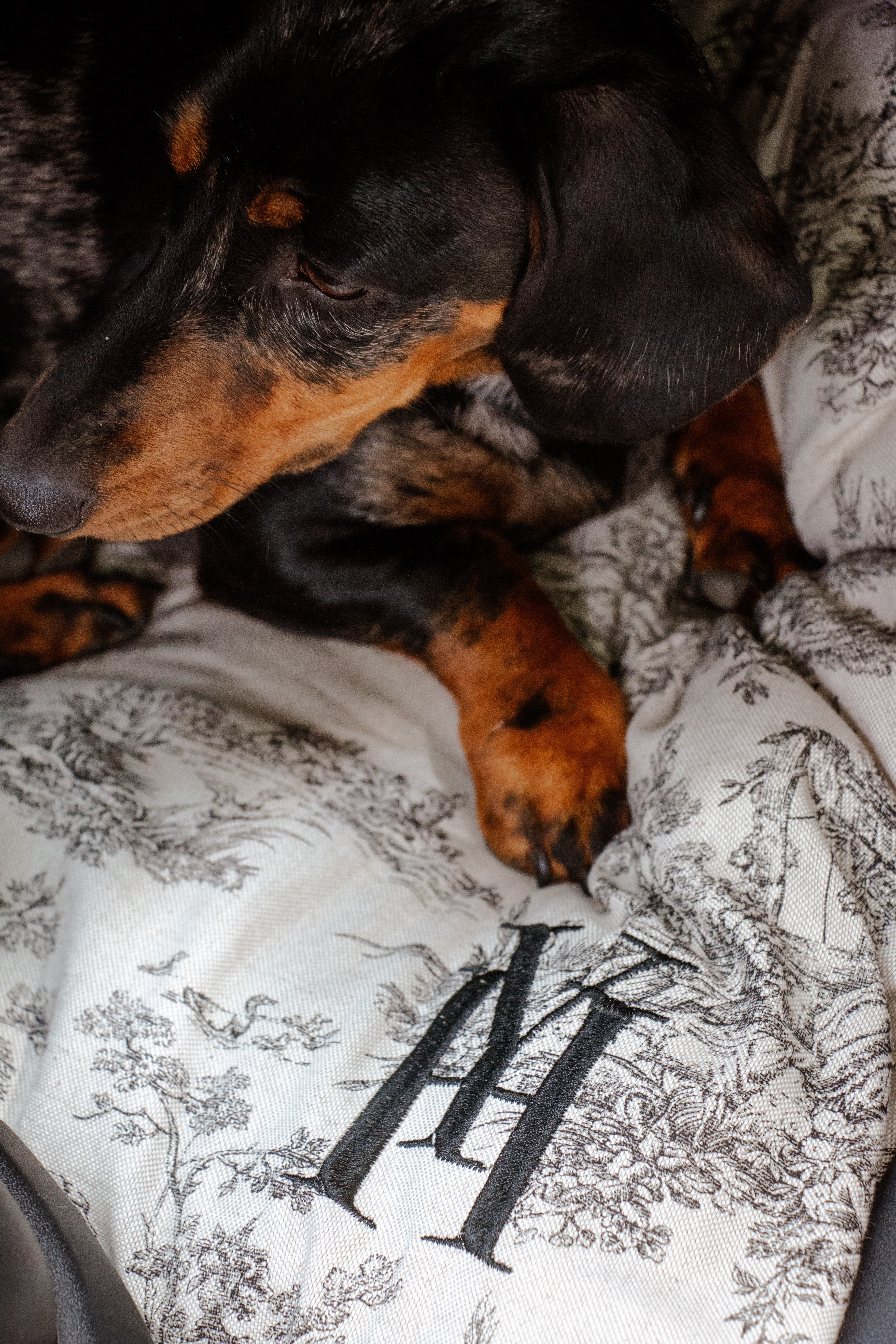 Coussin jouy