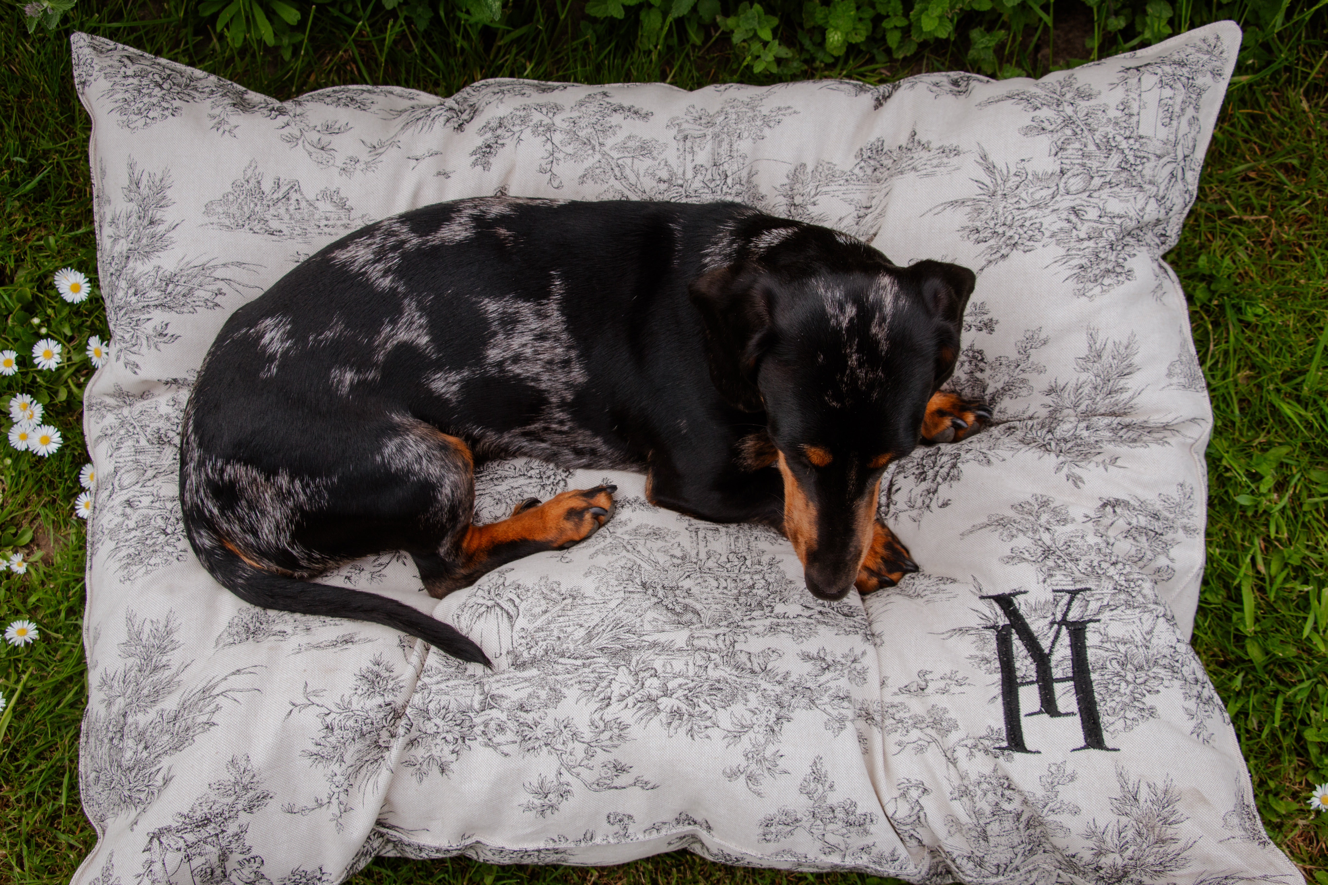 Coussin jouy